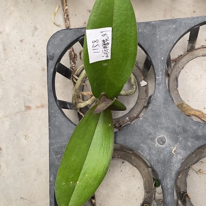 M***h完全开放处理裸根刘氏樱花不售后