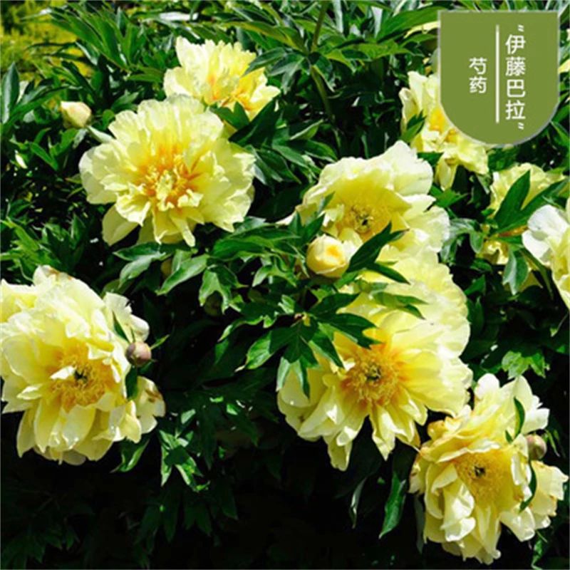 【巴次拉】芍药菏泽重瓣芍药秋后栽种