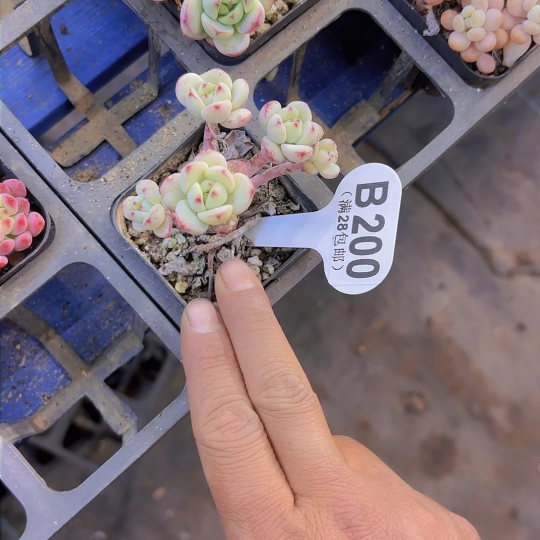 B200香草一物一拍