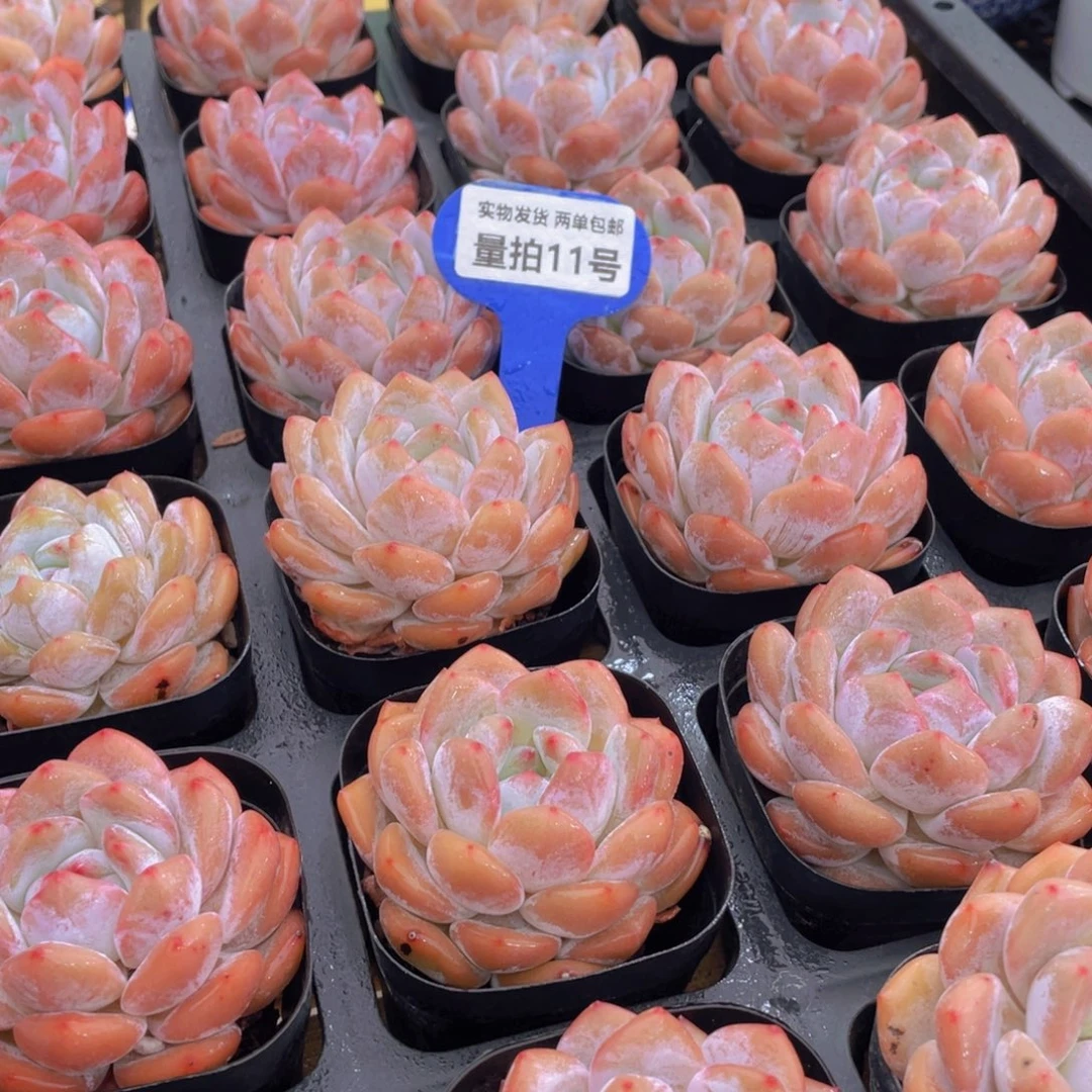 量拍11号 宽叶包包韩橙单头2个