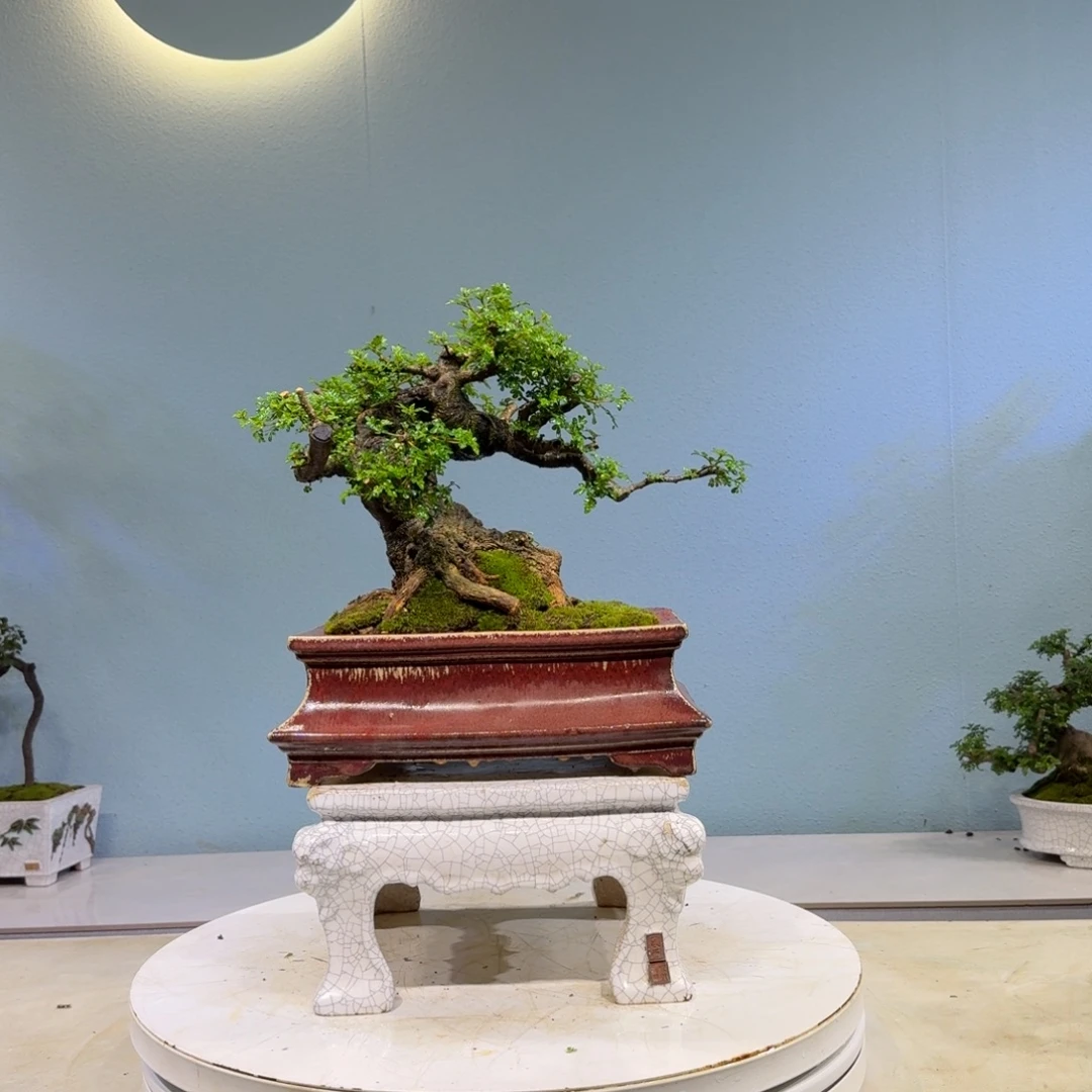 无花朵胡椒木盆景4600