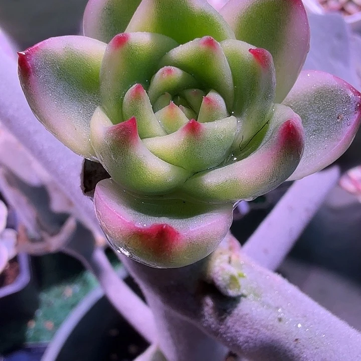 月亮是锦多肉锦植物