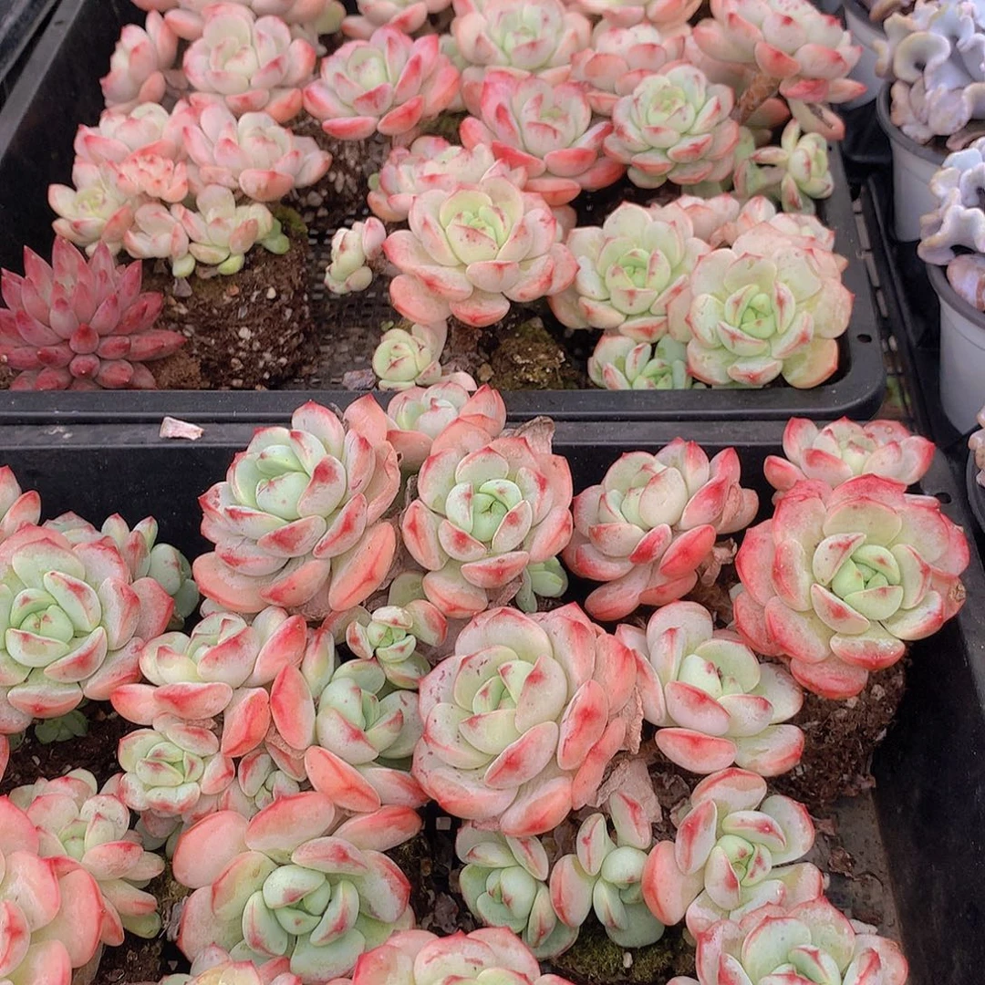 香草碧斯4557889990000