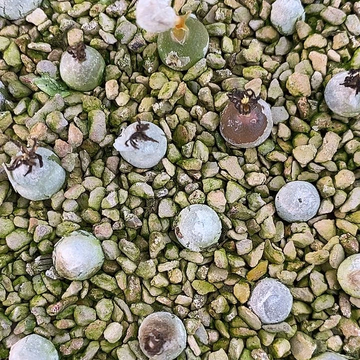 哈默灯泡1颗。