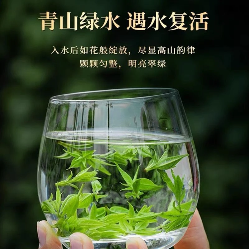 （早春头采）2025新茶正宗嫩芽小叶苦丁茶特级余庆青山绿水茶绿茶
