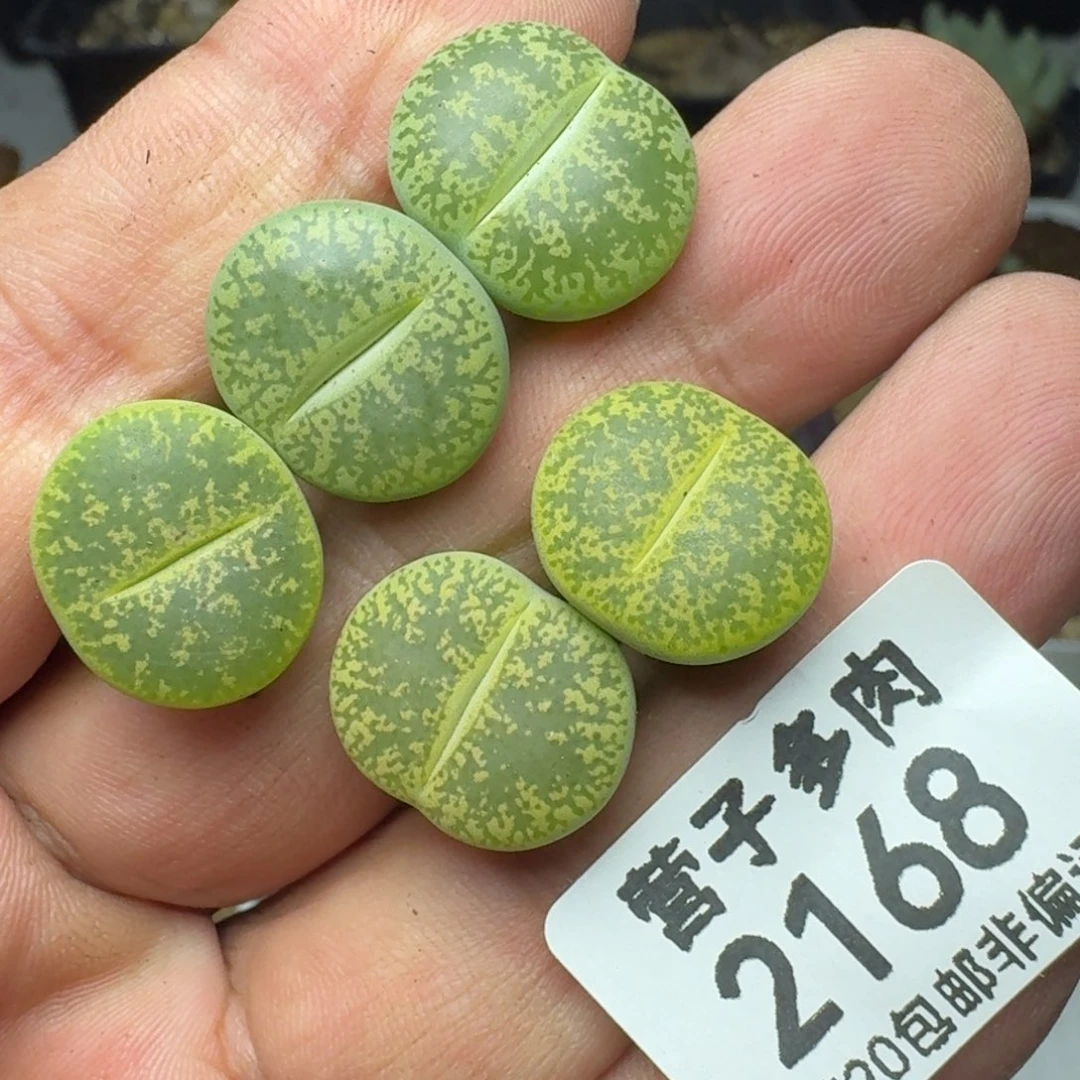 紫薰。
