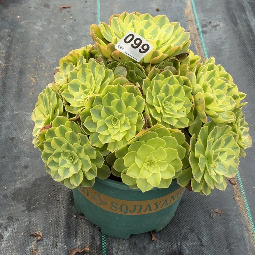 099雨河多肉植物发货
