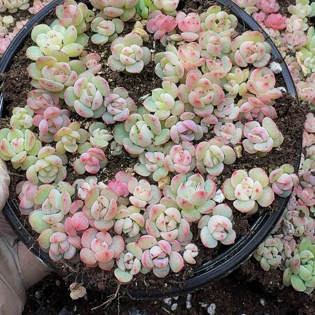 多肉植物多肉植物986