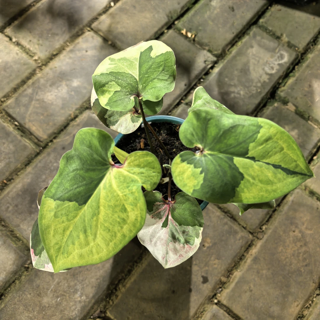 红粉佳人 泰彩热植彩叶芋观叶植物经典品种 室内阳台网红绿植