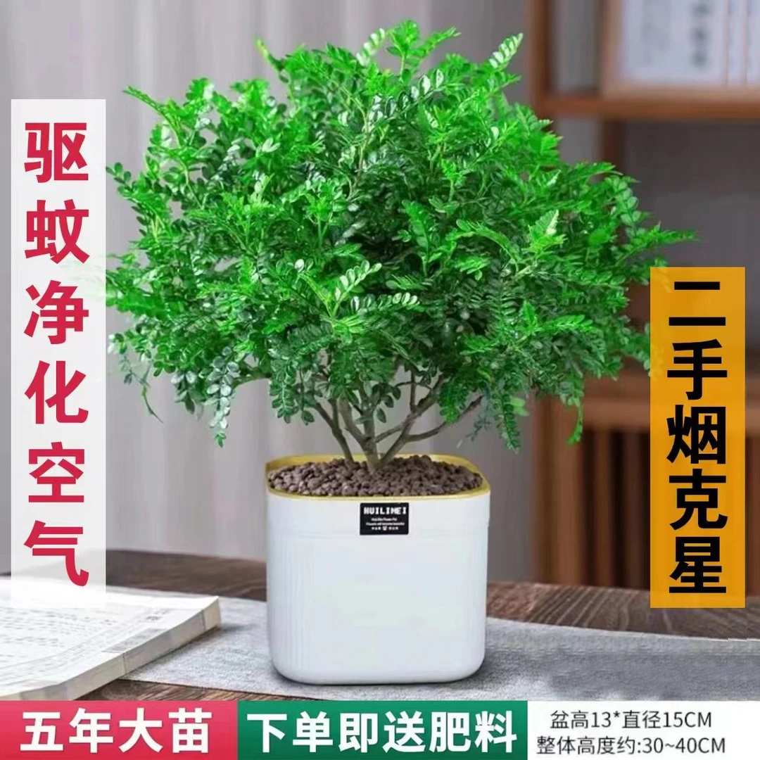 清香胡椒木盆栽老桩大型直发四季常青清香木客厅观叶绿植干净花卉