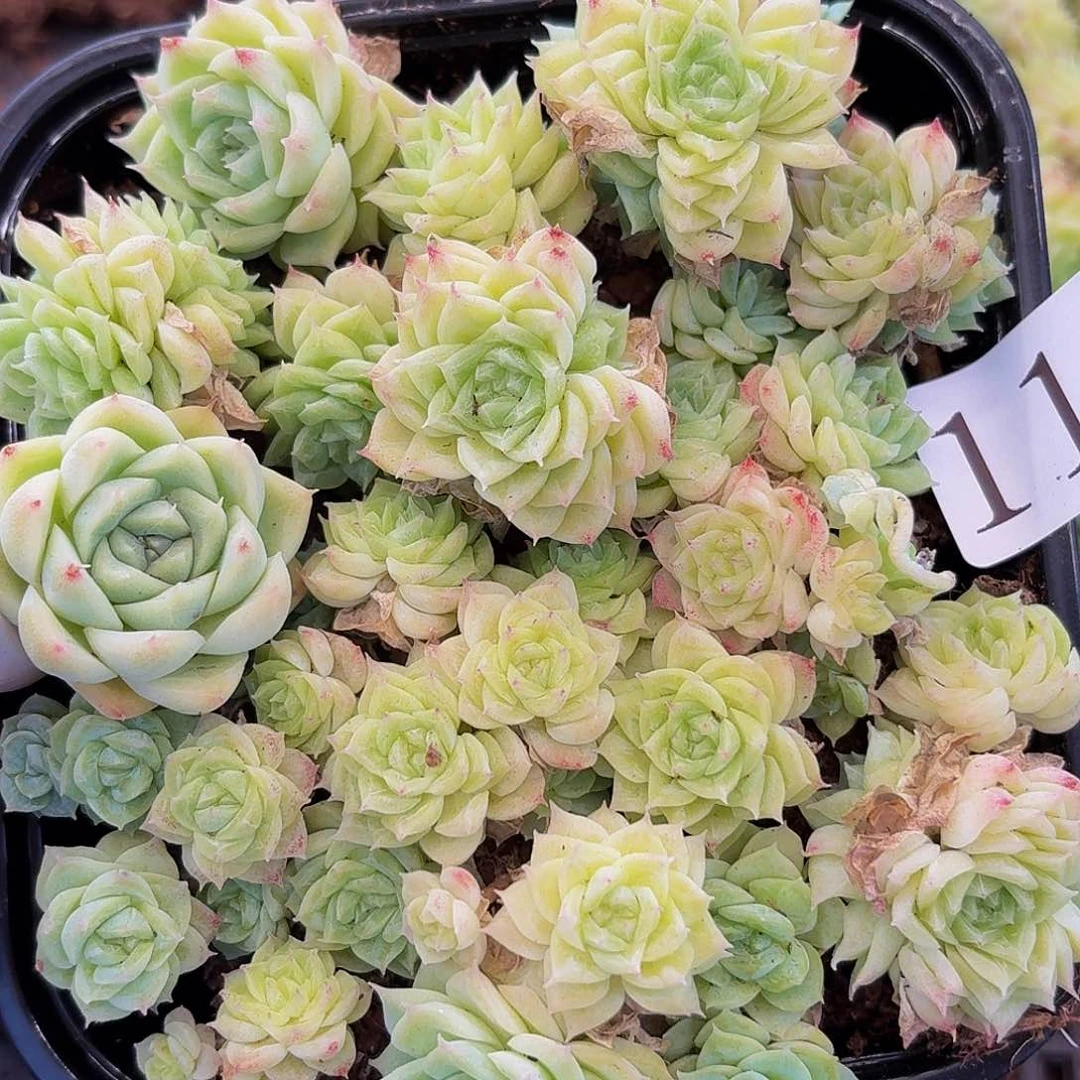 多肉植物多肉植物111