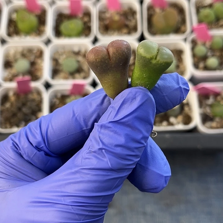 脱土发，满28包邮，风铃福利两颗