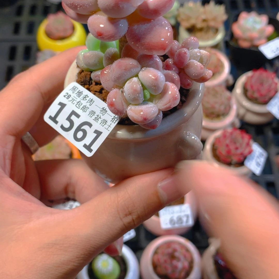 5厘米盆精控多肉1561