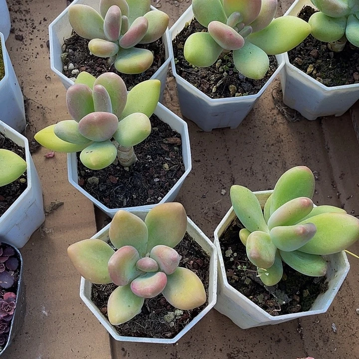 金蟾3.8带盆土发货