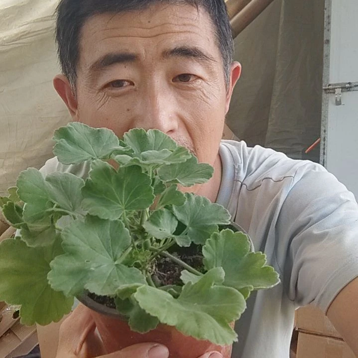 无花朵8颗苗，，，，啊