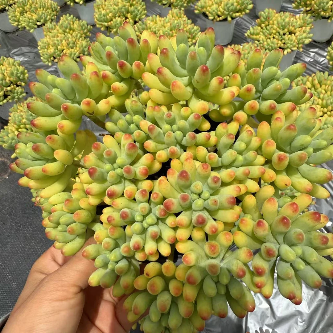云漫多肉  盆栽果冻乙女心 12cm盆 多肉植物