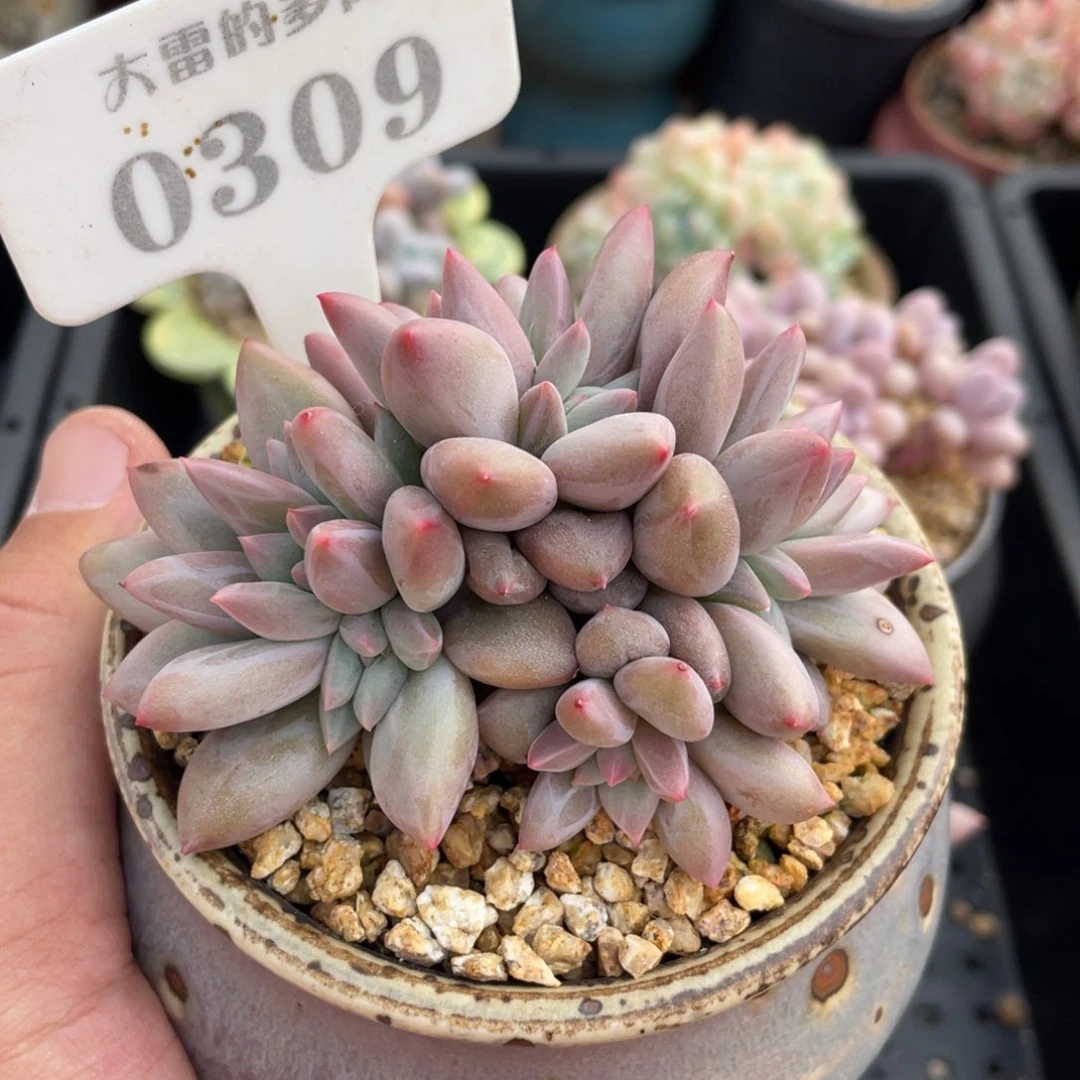 0309红蜻蜓不带盆9厘米