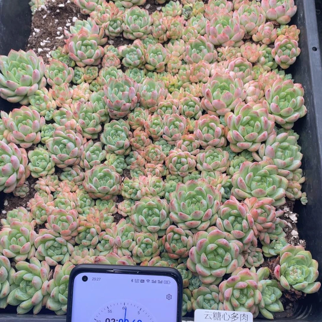 ?***考云糖心多肉植物79