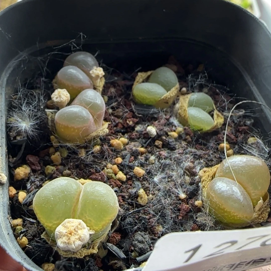 【闪购商品】安*12762