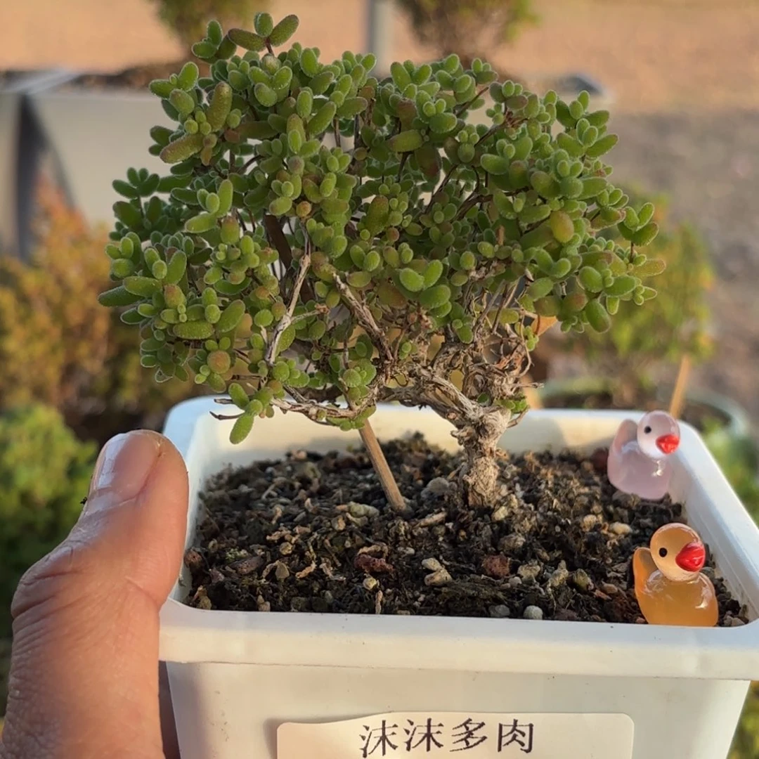 我***！181蜜橘糖球下播福利