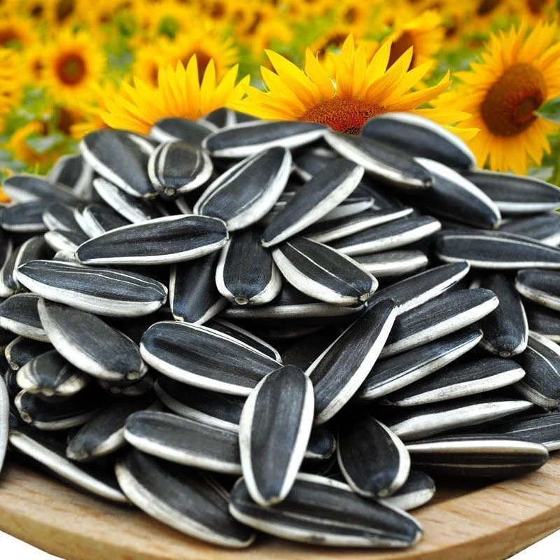 【现收】khz云南农家好物干货土特产 葵花籽———————1——————