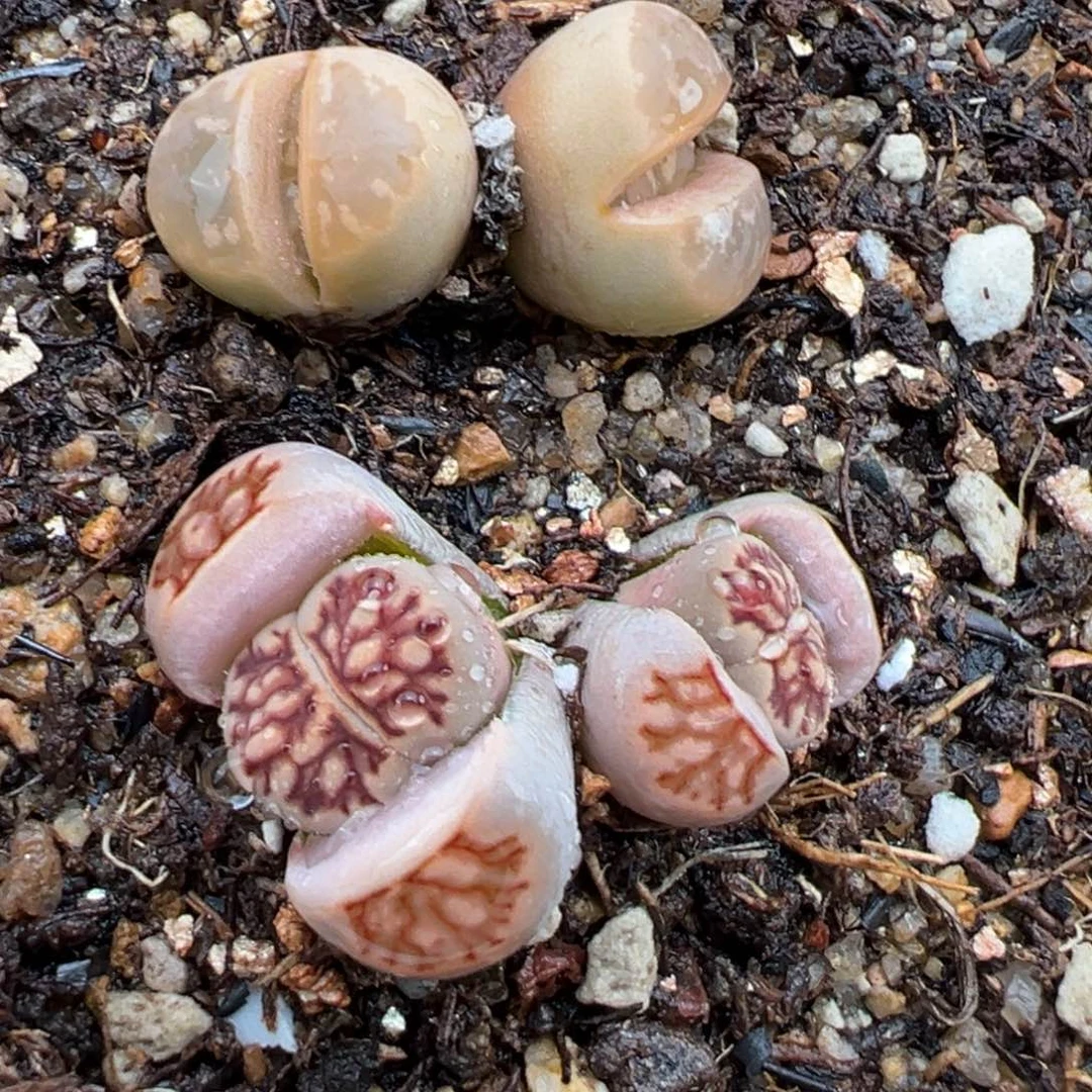 2.7好看的多肉799