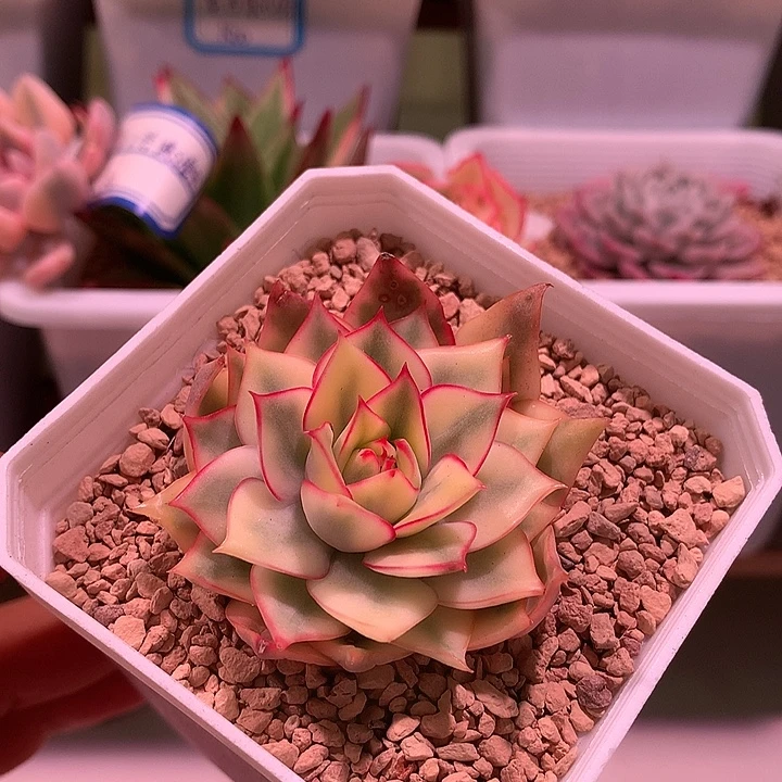 宝莲灯锦锦锦锦锦