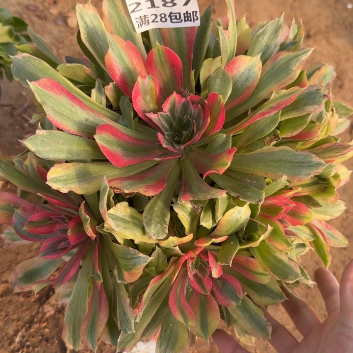 2187二号棚光辉多肉B