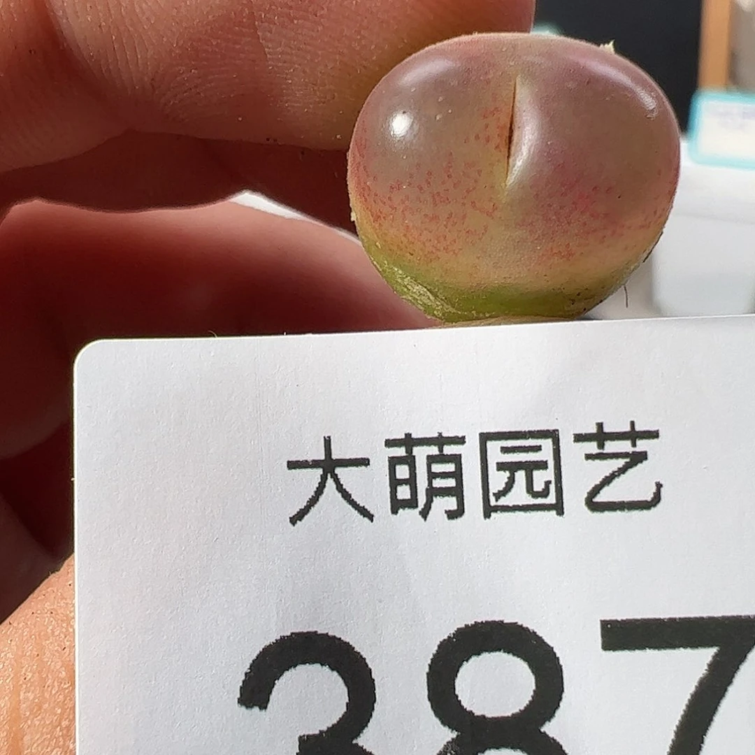 0000387 一物一拍……