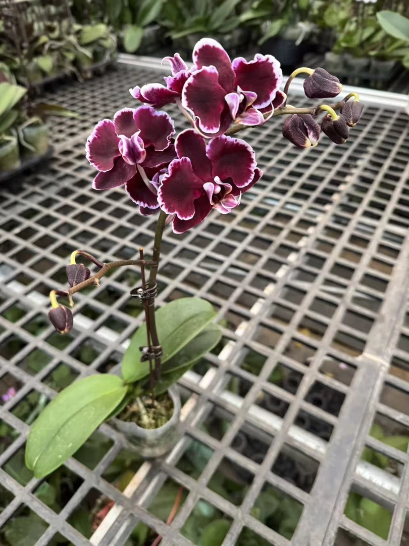 蝴蝶兰【拉丁舞裙】（拍5颗配盆）昆明直发