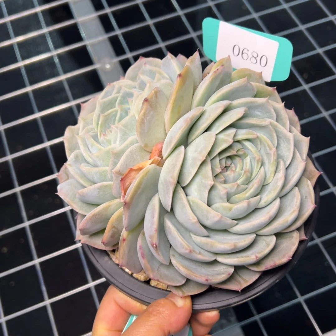 S****g0680肉多哦哟多么多么多哦