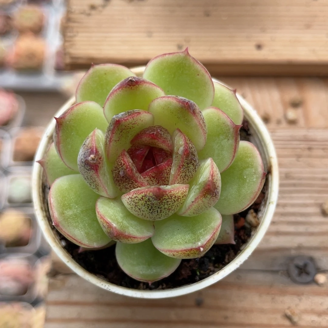 优选水晶杂福利453