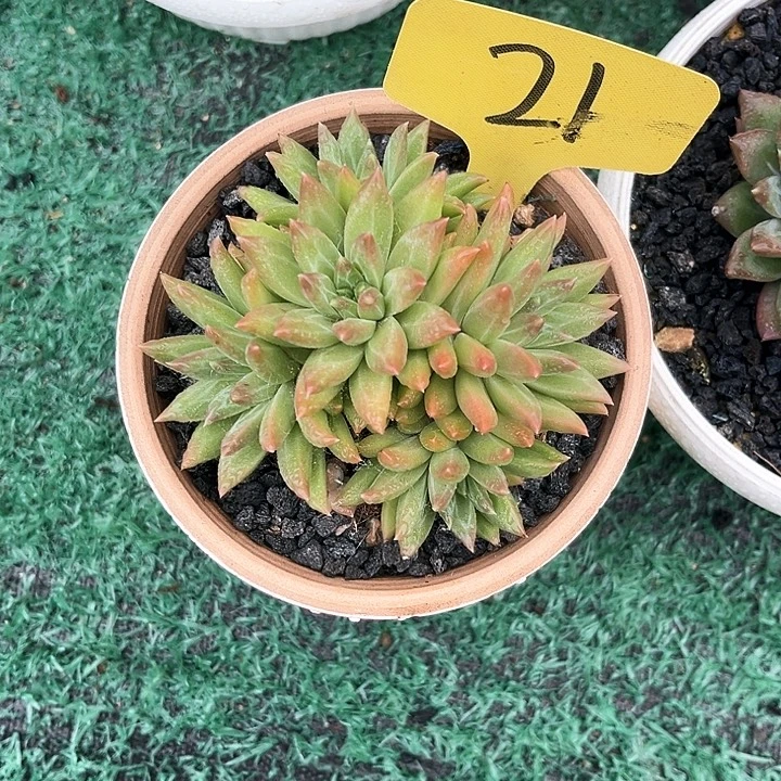 幻渺21号码牌子的话题