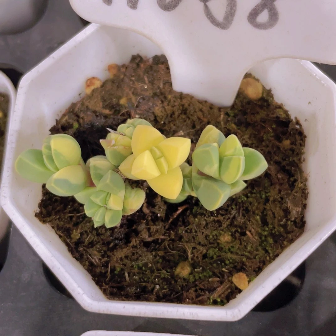 鹿角海棠锦w058一物一拍