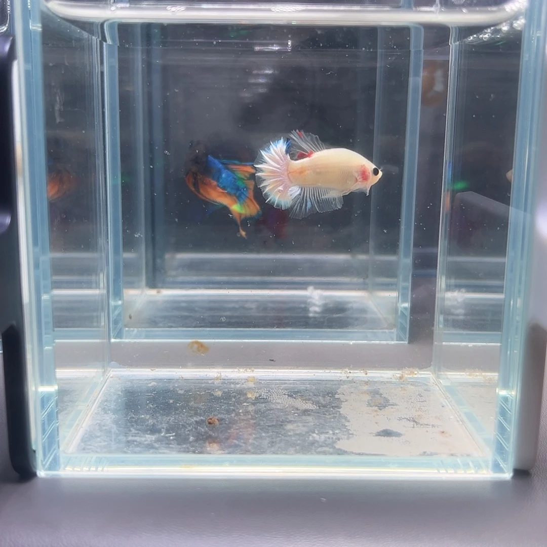 斗鱼净身完美星尾koi钙化瘤