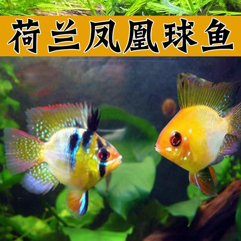 金波子长尾短鲷鱼荷兰凤凰球蓝波子草缸小型观赏鱼热带淡水鱼