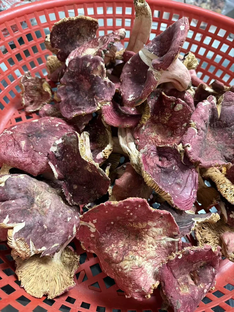 河南野生红菇大朵开菇肉质鲜嫩适合饭店炒菜炖汤