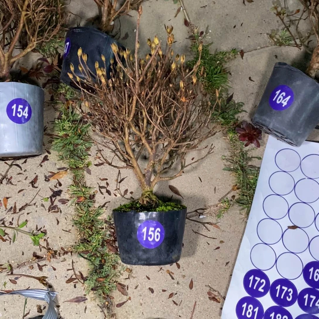 红陶恒**容红红火火过大年156