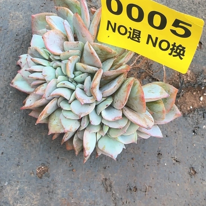 05号血凤缀化群生