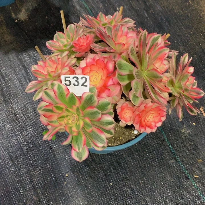 用***5多肉法师倾城53200