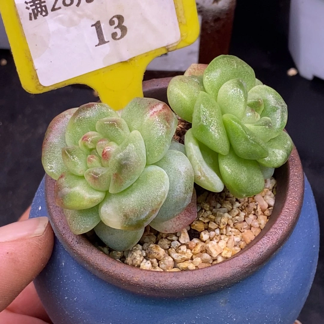 113丸叶冰玉石化老桩……