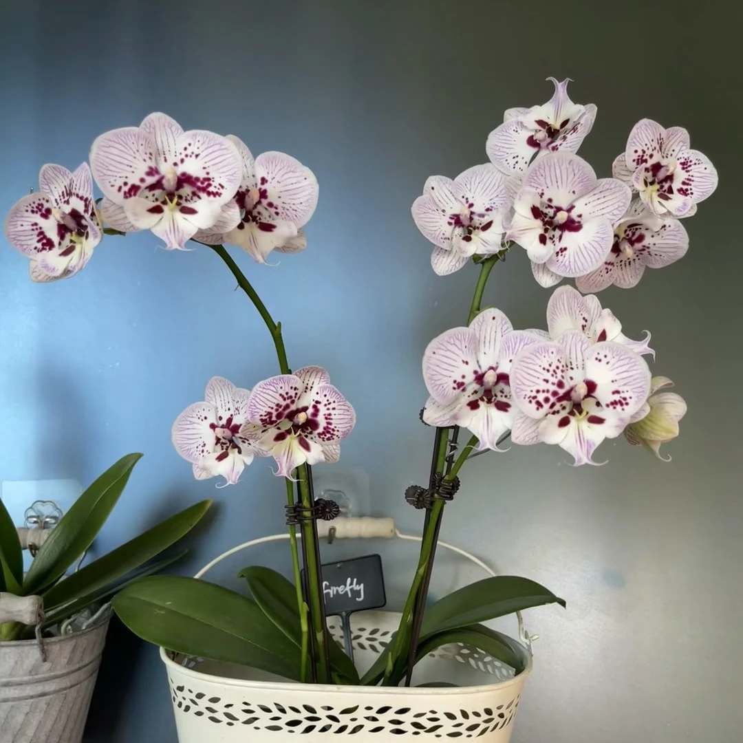 中大花【再见萤火虫】3.0寸加高杯 刚出花键