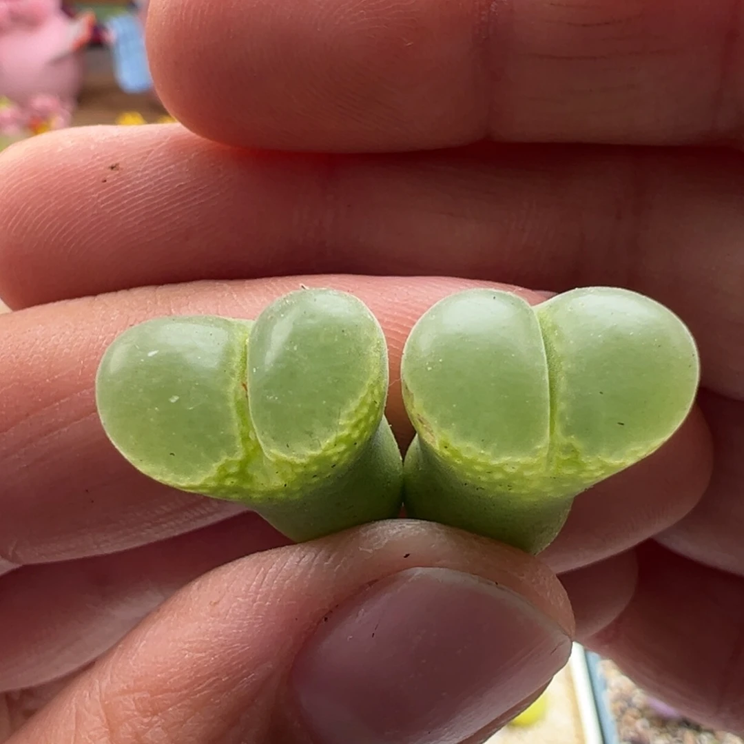 410。青蛙啵啵珠绿眼睛两颗