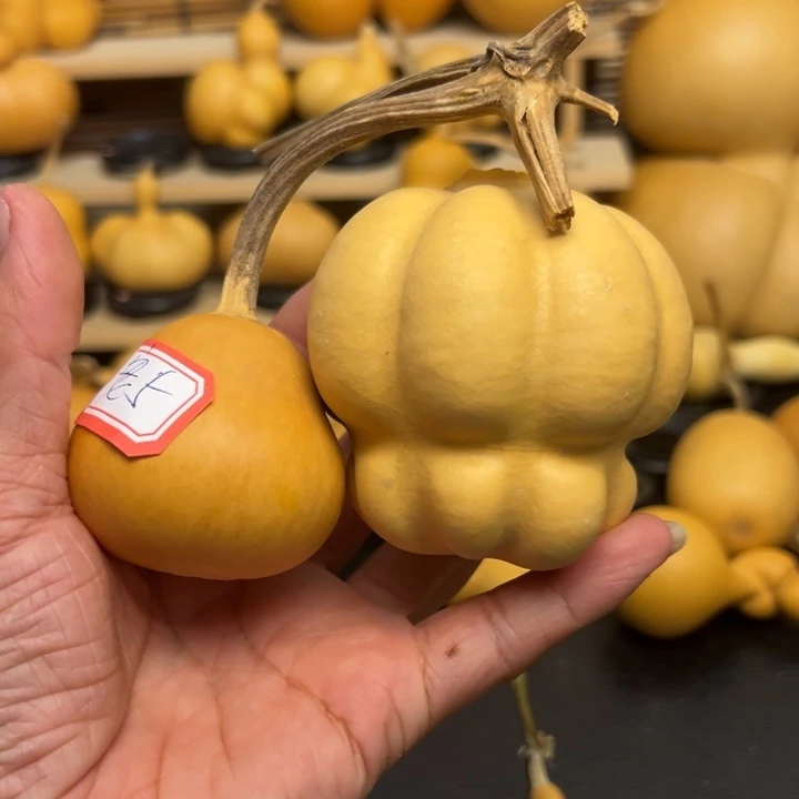 ™*安45588899666666698888