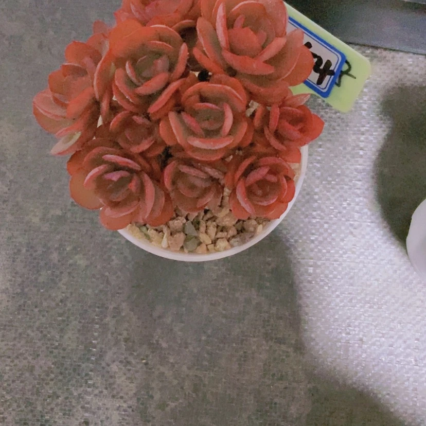 【闪购商品】晚***2554