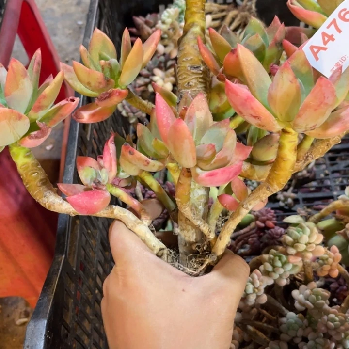 2***2476 满20包邮脱土发货