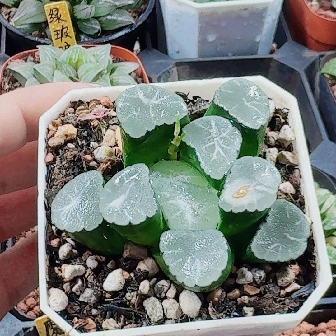 十二卷 天狼星 福利