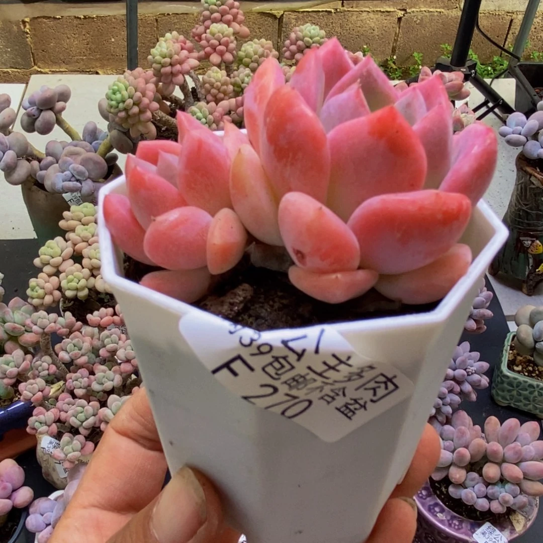 270冰冰6cm多肉植物