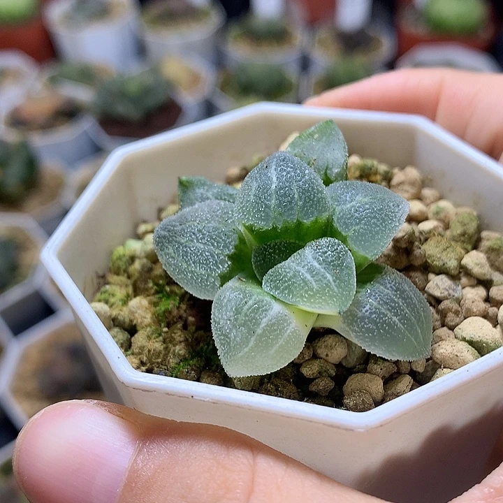 曾***往磨面寿锦带盆土发货ljij