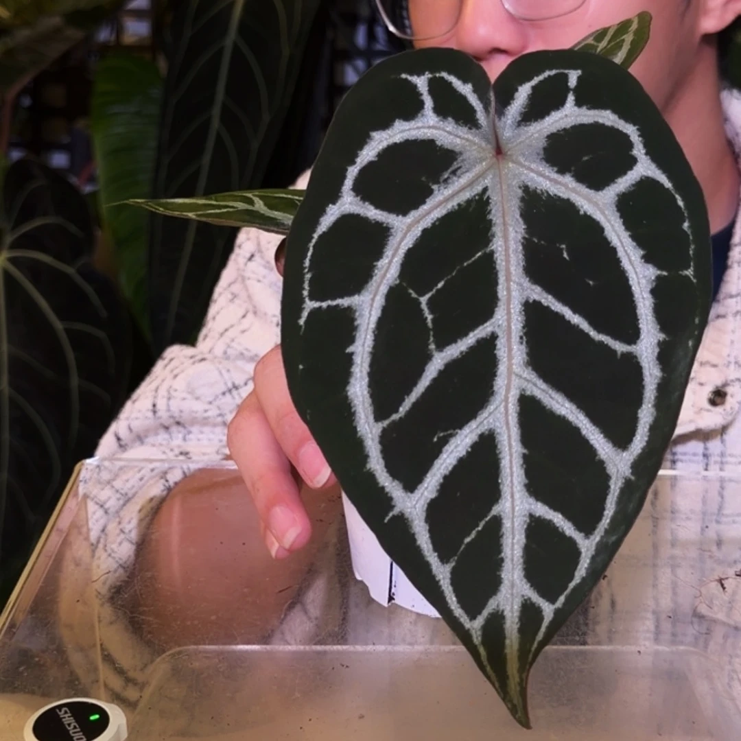 完全开放J83 银骑士杂SKG灰